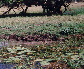Freshwater croc - McKeddie's Billabong