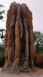 Cathedral Termite Mound